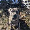Deva, Cane Corso