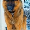 Pavot, German Shepherd Dog