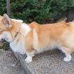 "Döme"- Born To Be Your Cabernet Sauvignon, Welsh Corgi (Pembroke)