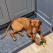 Kobe, Rhodesian Ridgeback