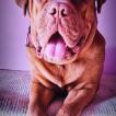 ROXIE, Dogue Bordeaux