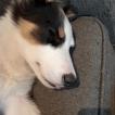 Thunder, Border Collie