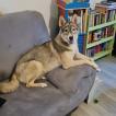 Triskell, Siberian Husky