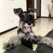 Louie, Zwergschnauzer