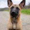 Mace, Pastor Belga Malinois