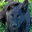 Rexxar, German Shepherd Dog
