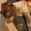 Turbo, German Shorthaired Pointer