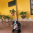 Roma D, Bernese Cattle Dogs