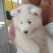 Lumière, Samoyede