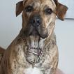 Talya, Dogo Canario