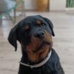 Oden, Rottweiler