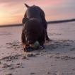 Zya, Staffordshire Bull Terrier