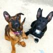 Kyra, Pastor Belga Malinois