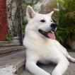 Haruki, Akita Japonés