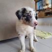 Kira, Border Collie