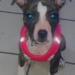 Uchanel, American staffordshire terrier