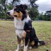 Futa, Border Collie