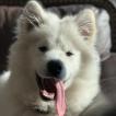 Oslo, Samoyedo