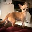 She-Ra, Chihuahua langhaariger Schlag