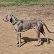 Jago, Weimaraner