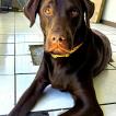Theo, Labrador Retriever