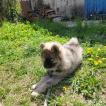 Uzco, Eurasier