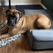 Arwen, Bullmastiff