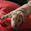 Kiara, American Staffordshire Terrier
