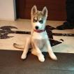 Isotta, Husky Siberiano