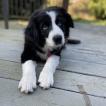 Ferdinand, Border Collie