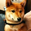 Warwick, Shiba