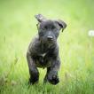 Uno, Cane Corso