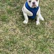 Apolo, Französische Bulldogge