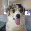 Tyna, Australian Shepherd