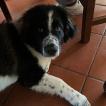 Paco, Otros perros