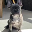 Blueberry, Bouledogue francese