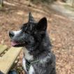 Kuro Shivo, Akita Inu