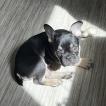 Tyson, Bouledogue francese