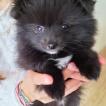 D'june, Keeshond