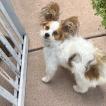 Louis, Papillon