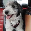 Duki, Bobtail