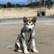 Urus, Alaskan Malamute