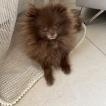 Snefrou, Spitz