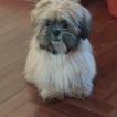 Benito, ShihTzu