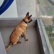 Lola, Berger Malinois
