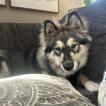 Meeko, Malamute De Alaska