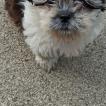 Rambo Shitzu