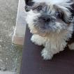 Rambo Shitzu, Shih Tzu