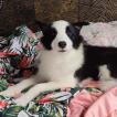 Sharlotte, Border Collie
