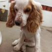 Julieta, Cocker Spaniel Inglés
